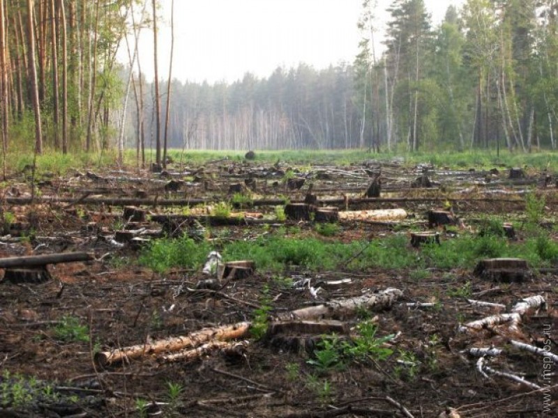 Леса в России отшумели