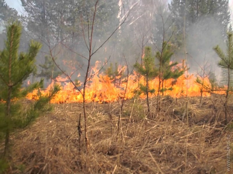 Основным виновником лесных пожаров является человек