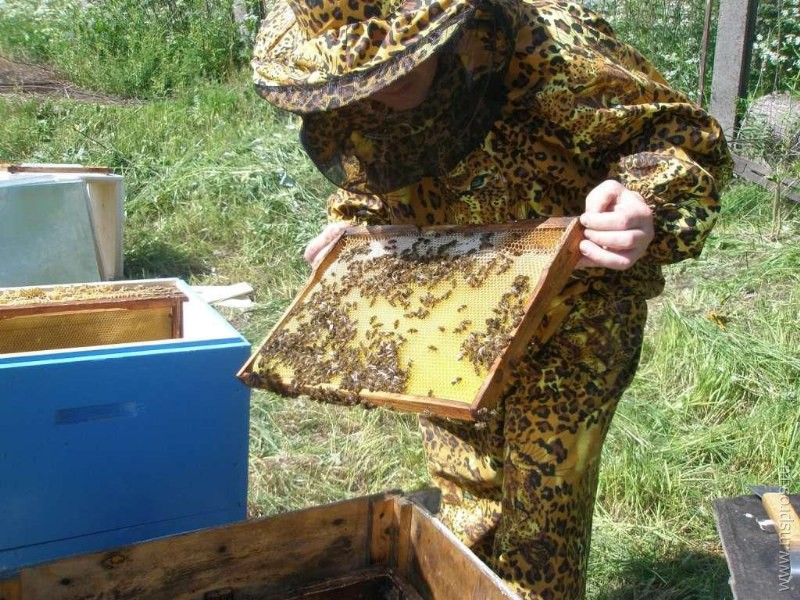 Любимое домашнее животное – пчела