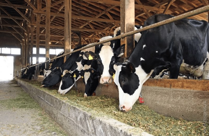 Область вошла в топ‑20 регионов по продуктивности молочного стада