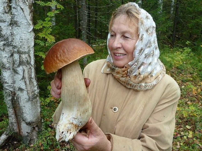 «Лесное чудо» на самый большой съедобный гриб