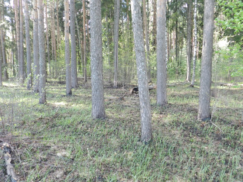 Русский лес: охранять будем по-новому? Или как?