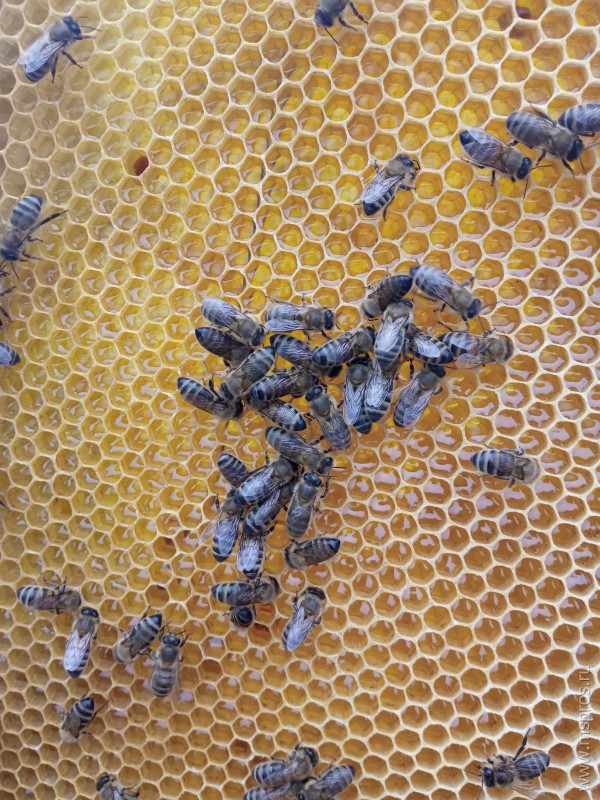 Как устроен пчелиный улей