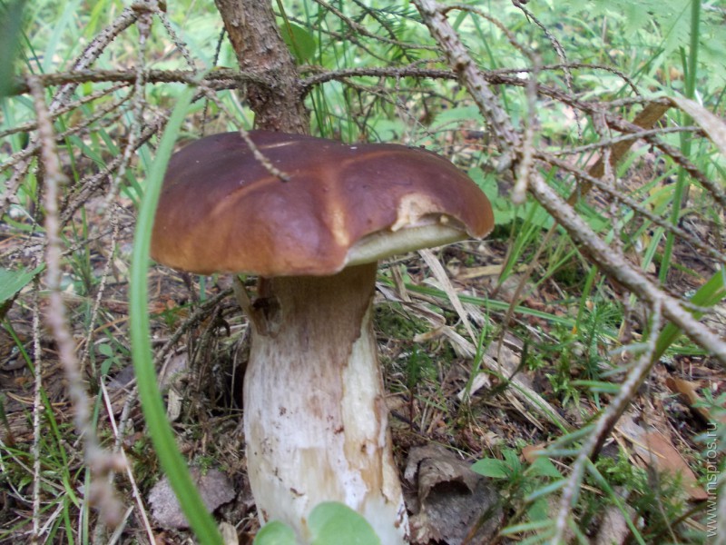 В лесу орал, почти охрип, зато нашёл съедобный гриб