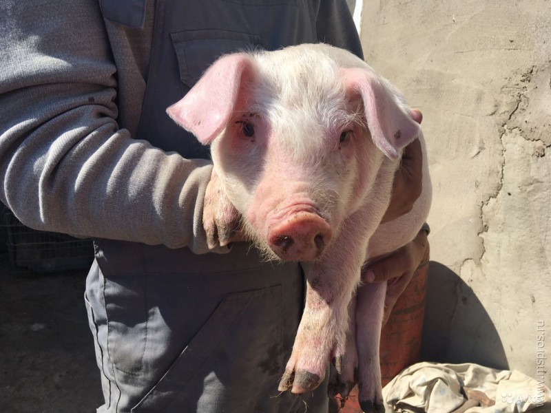 В Белгородской области обнаружена оспа свиней