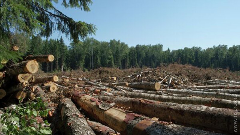 Хищническая вырубка  шуйских лесов. Факты и вымысел.