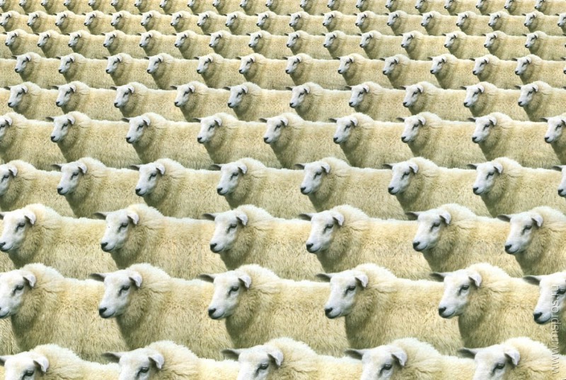 Шуяне не считают овечек…