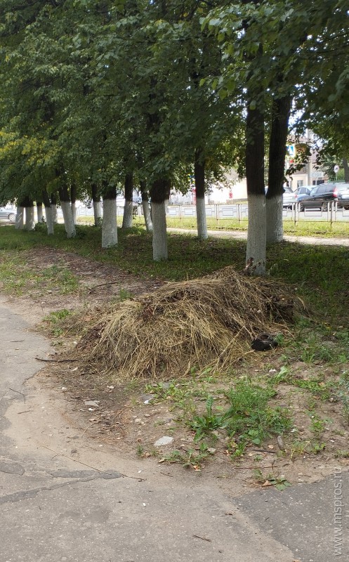 А сено  и мусор лежат