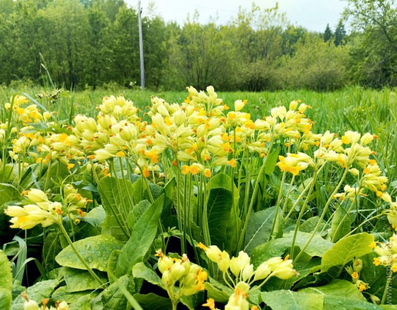 Скрытые жемчужины  шуйской природы