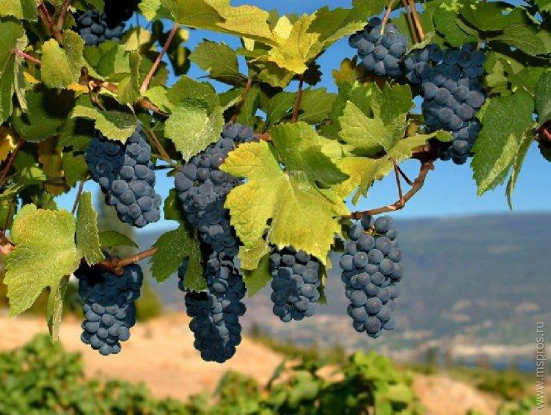 Доклад по теме Лечебные свойства винограда 