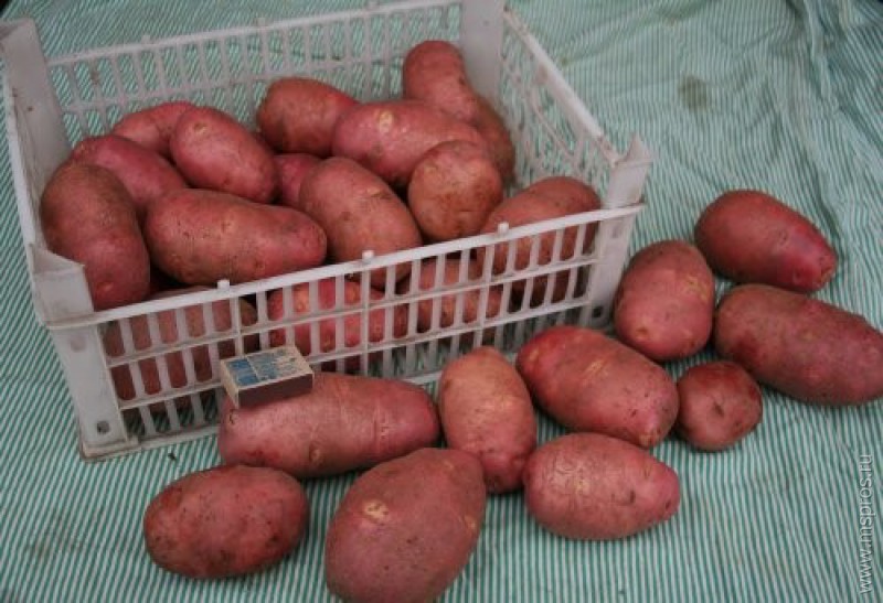 Картофель — хлебу подспорье
