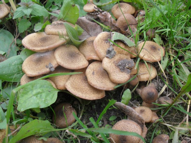 Городские грибы