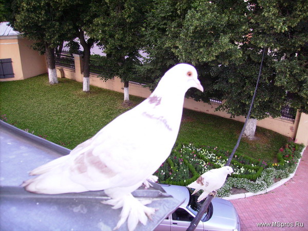 Воркуют голуби на крыше