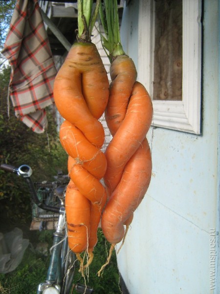 Морковь заплелась в косичку
