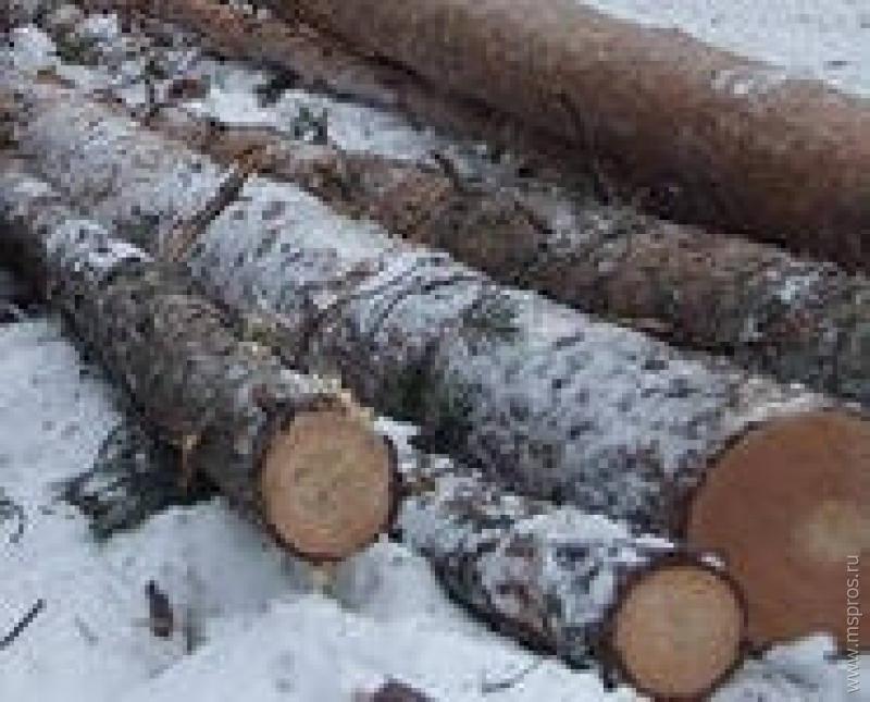 В Шуйском районе выявлена незаконная порубка деревьев