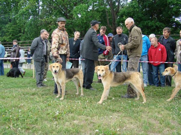 Выставка охотничьих собак