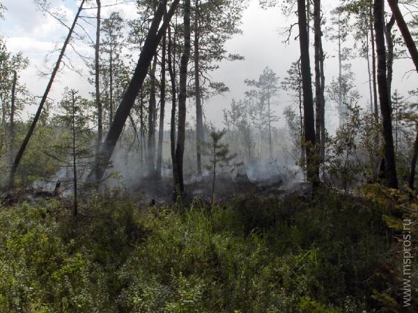 В Южском районе горит лес